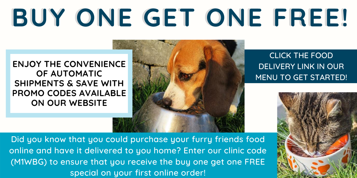 Veterinarian In Ridgeland Ms 39157 The Highland Vet